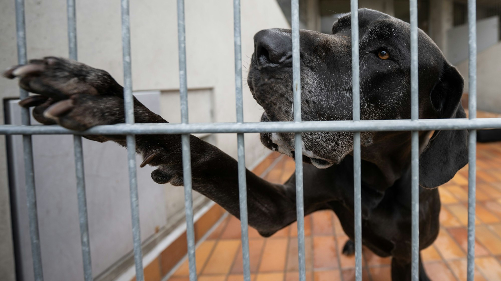 PRODUKTION - 01.08.2023, Berlin: Die Dogge Giorgio gibt Pfötchen durch die Gitter des Zwingers. Der Hund ist seit 2018 im Tierheim Berlin. Tiere mit aggressivem Verhalten sind meist schwerer an neuen Besitzer zu vermitteln. Foto: Hannes P. Albert/dpa +++ dpa-Bildfunk +++
