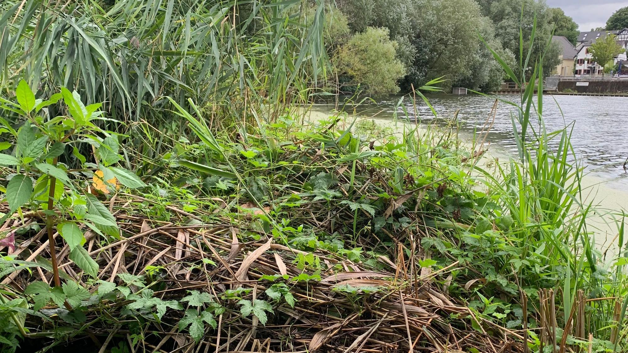 Ein Pflanzenhaufen am Ufer der Groov. Ringelnattern legen dort ihre Eier zum Ausbrüten hinein.