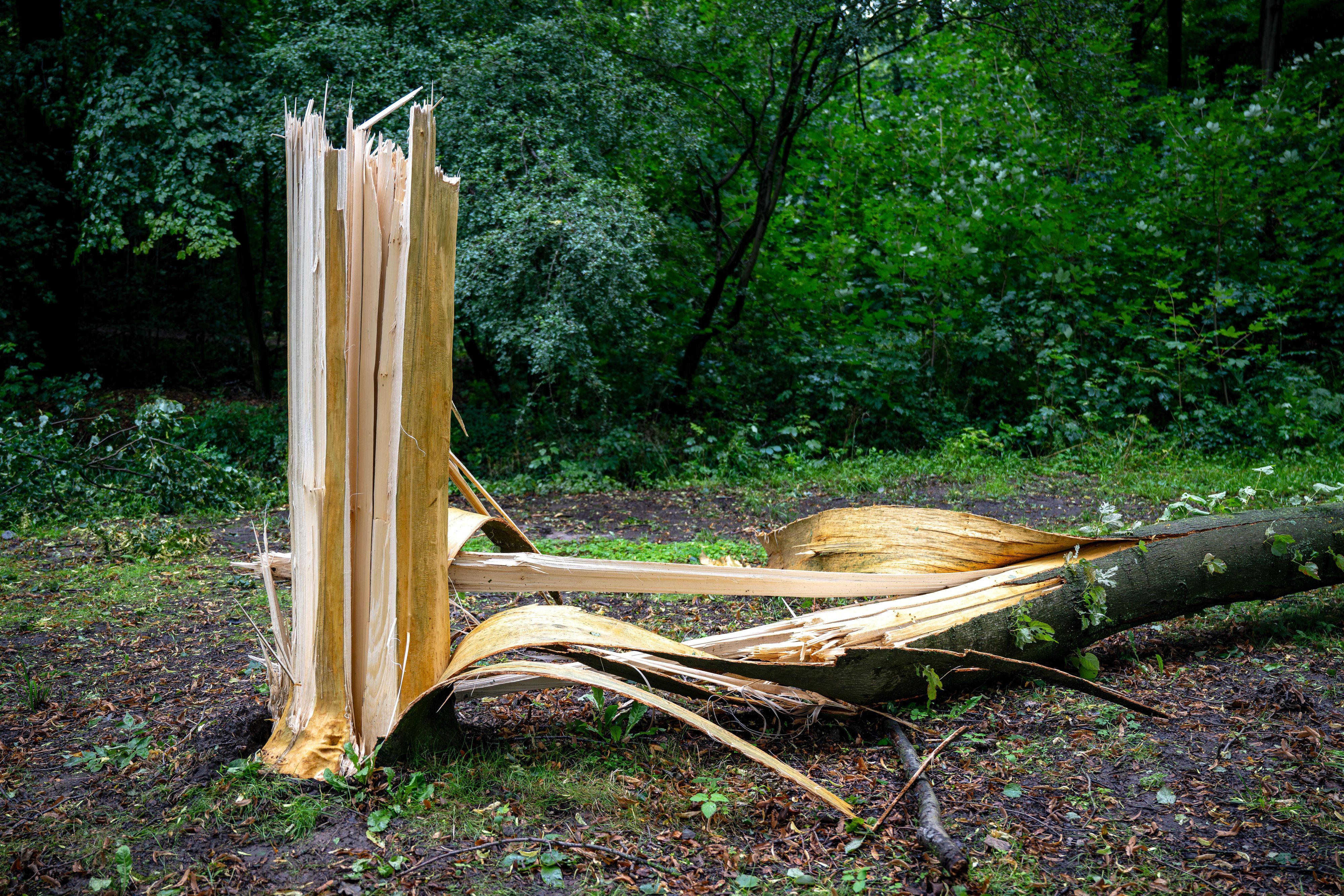 Ein umgestürzter Baum liegt nach einem Unwetter im Wald. (Symbolbild)