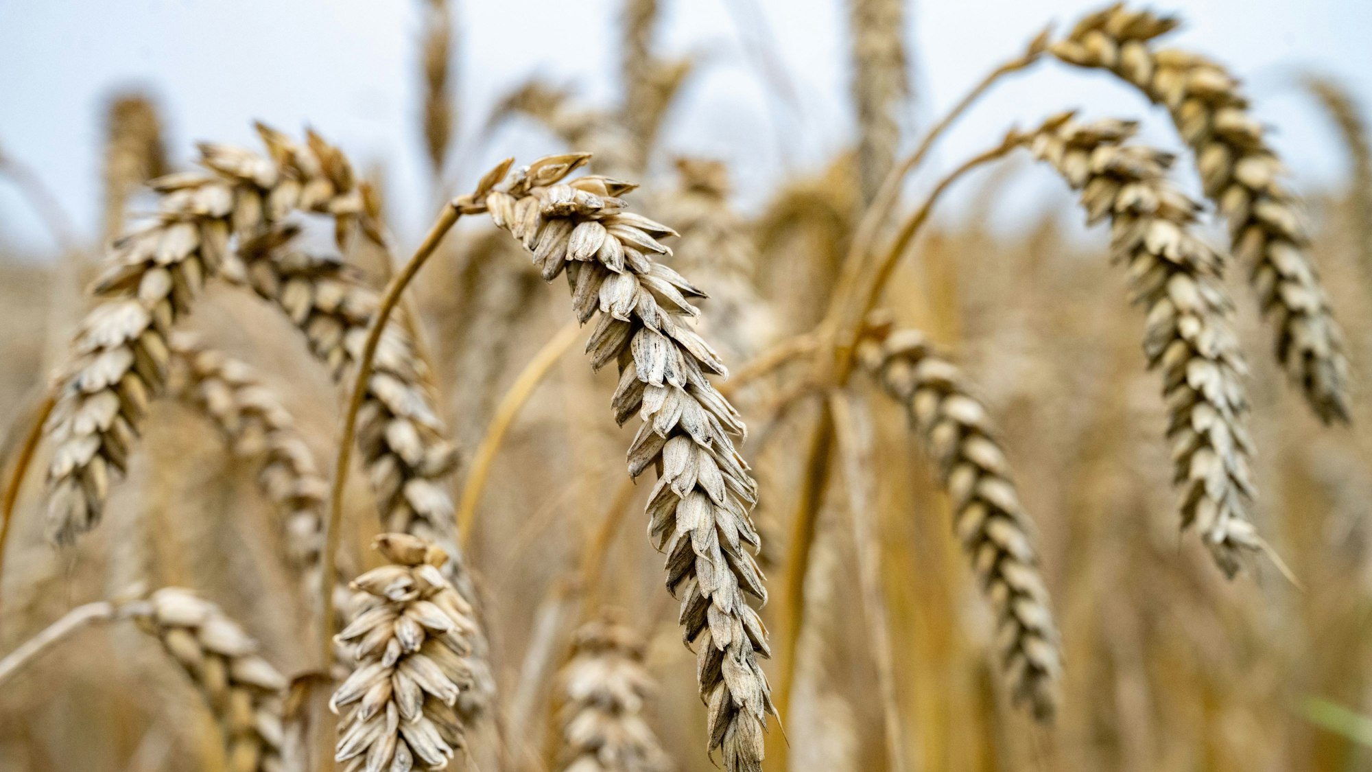 Nasses Getreide steht auf einem Feld und lässt die Ähren hängen. Das feuchte Wetter behindert Landwirte bei der Ernte.