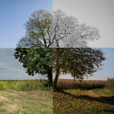 Ein Baum, der in seiner Vegetation alle vier Jahreszeiten zeigt.