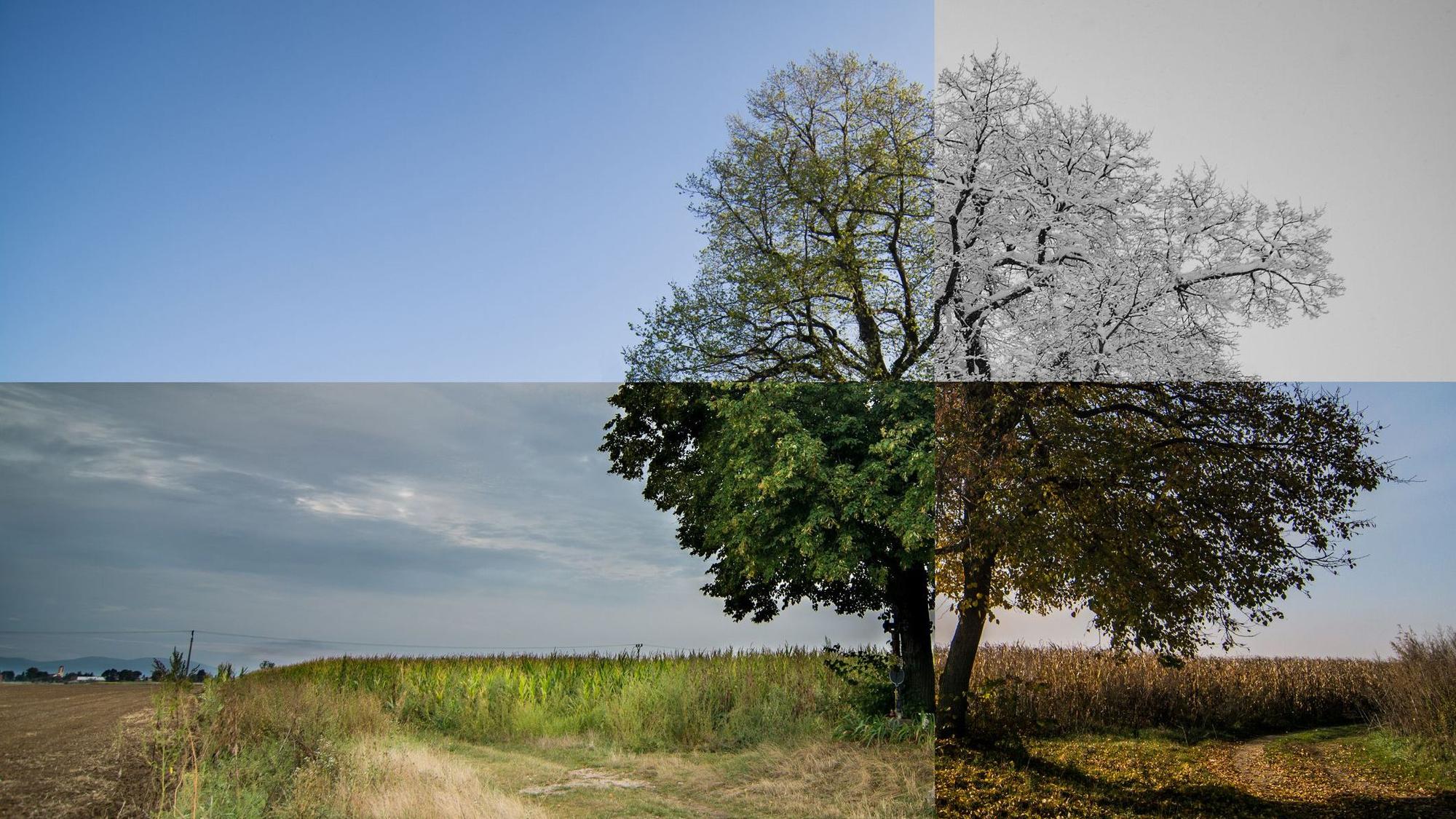 Ein Baum, der in seiner Vegetation alle vier Jahreszeiten zeigt.