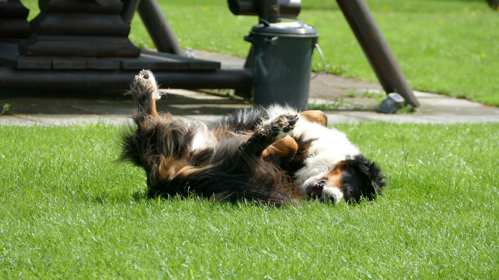 Weil die Wiese leer ist, hat Hündin Maaike genug Platz, sich im Gras zu fläzen.
