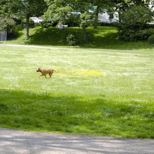Zollstock. Symbolbild für illegalen Hundefreilauf