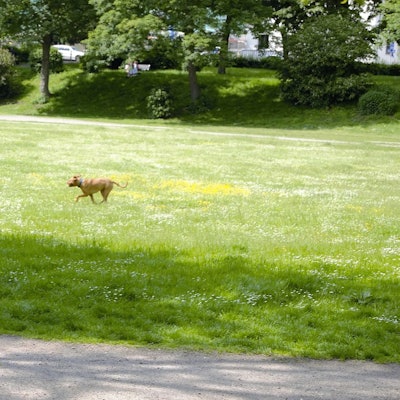 Zollstock. Symbolbild für illegalen Hundefreilauf