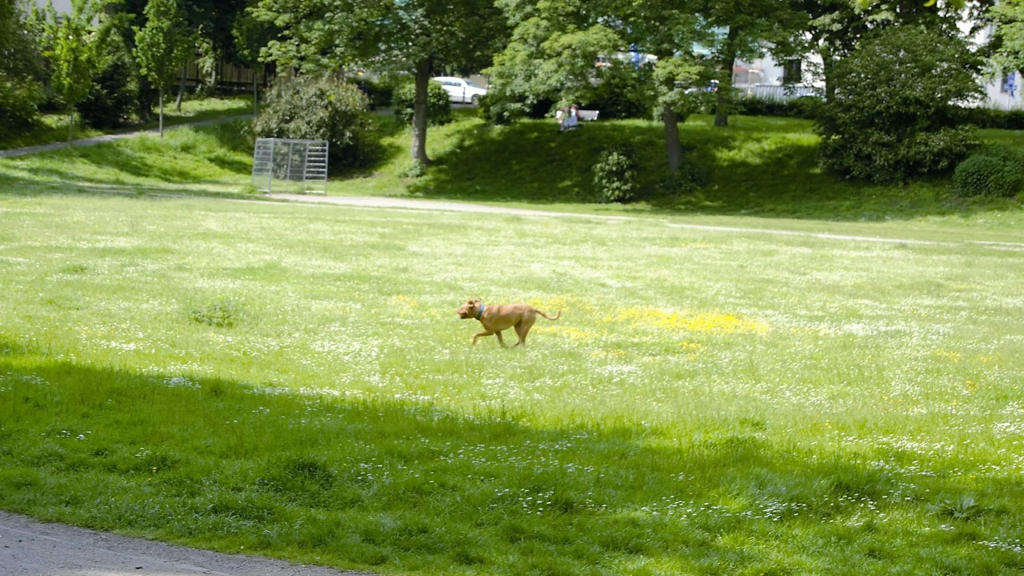 Zollstock. Symbolbild für illegalen Hundefreilauf