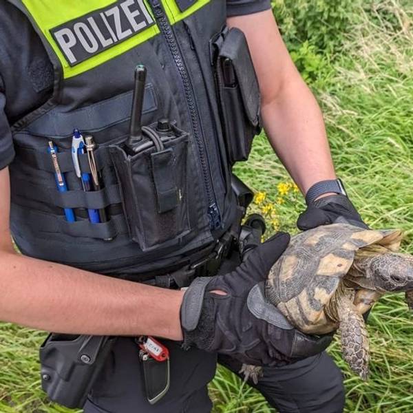 Gerettete Schildkröte auf der Autobahn 1