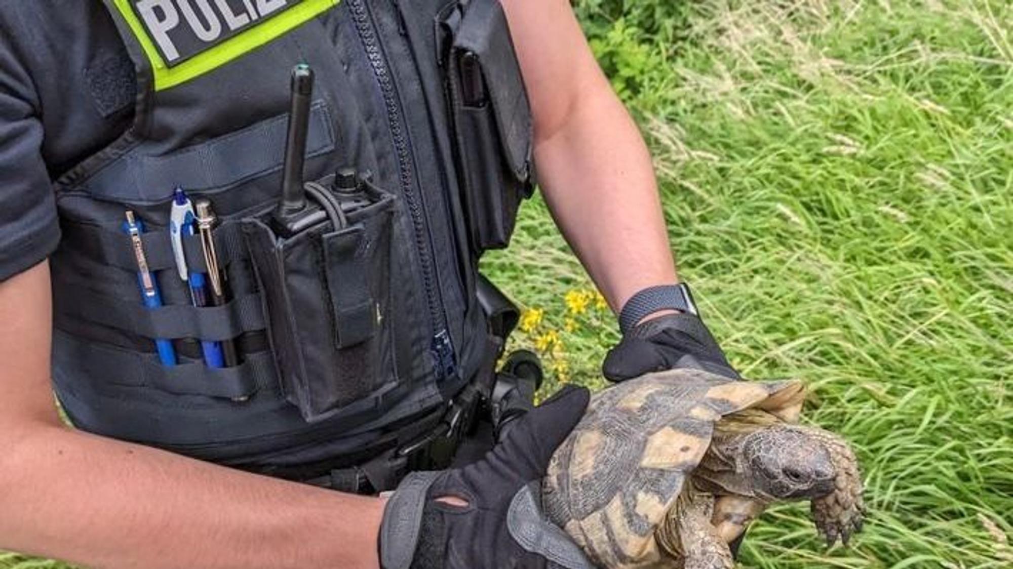 Gerettete Schildkröte auf der Autobahn 1