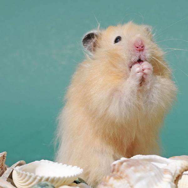 Teddyhamster macht Männchen