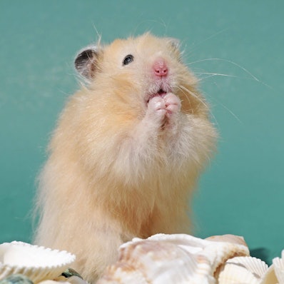 Teddyhamster macht Männchen