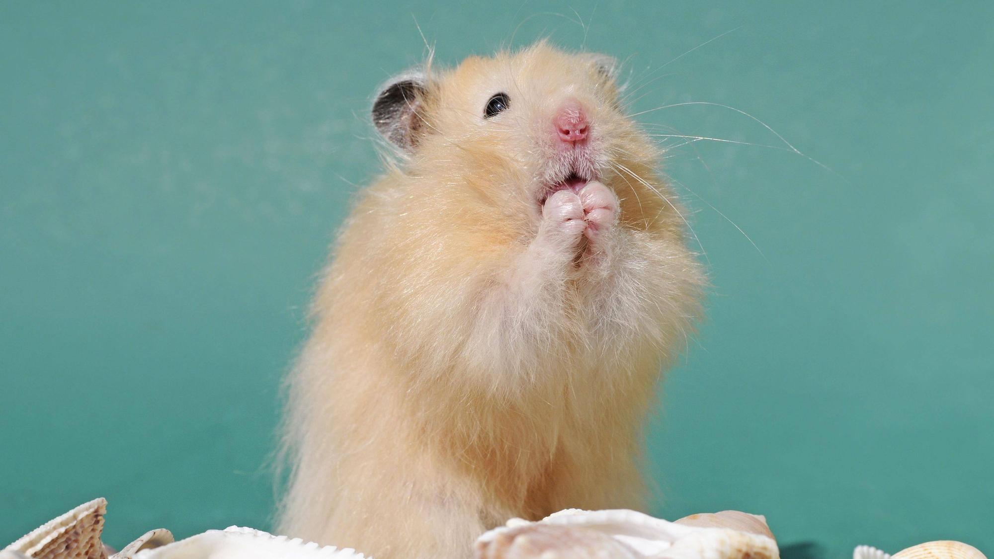Teddyhamster macht Männchen