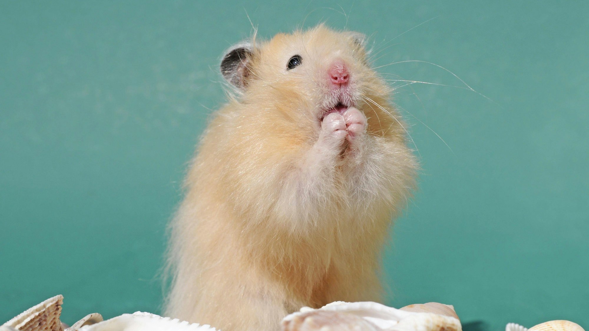 Teddyhamster macht Männchen