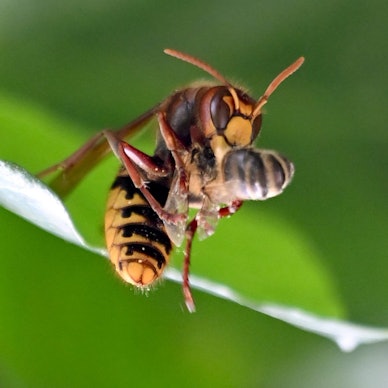 Eine Hornisse jagt eine Honigbiene.