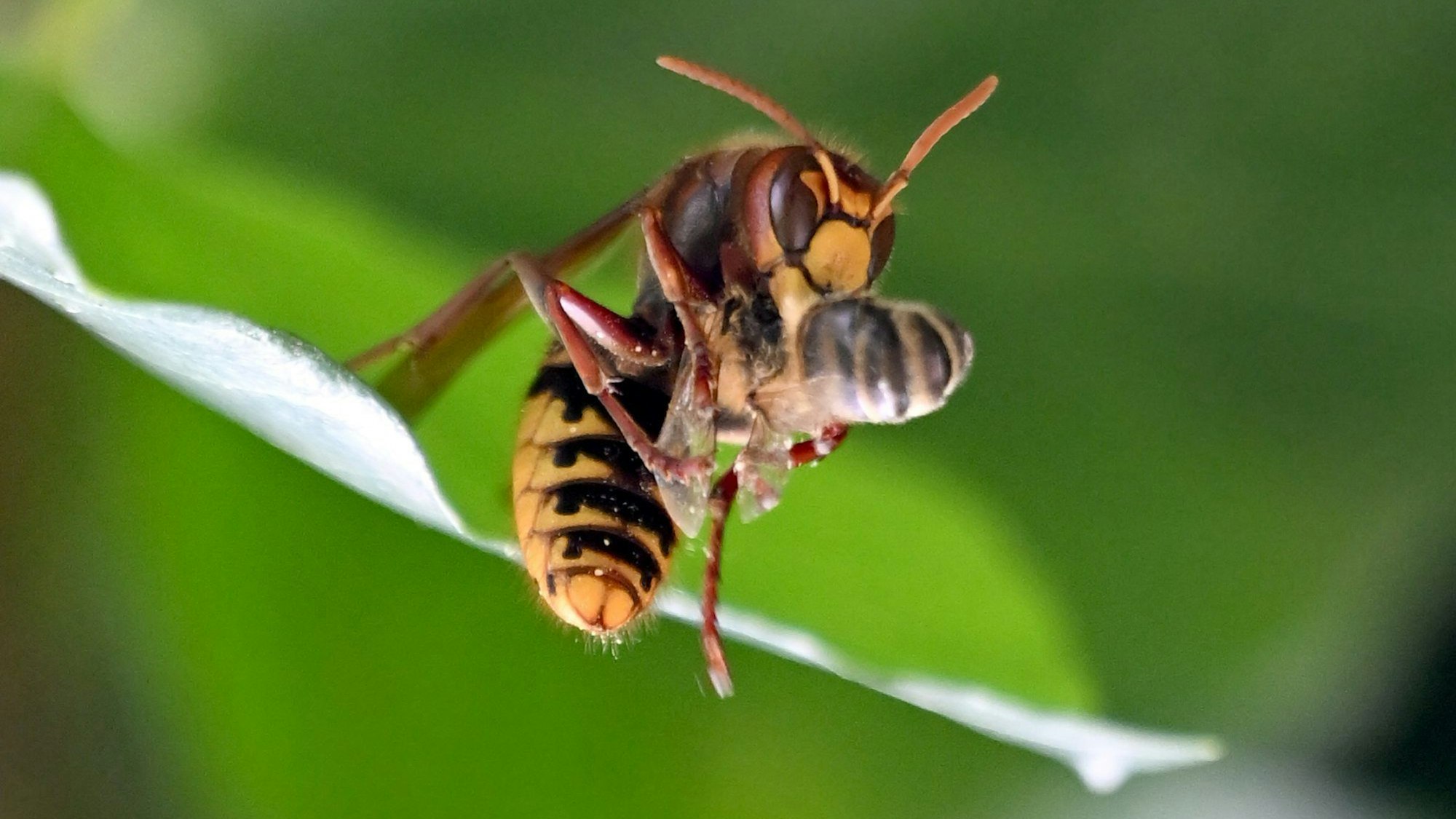 Eine Hornisse jagt eine Honigbiene.