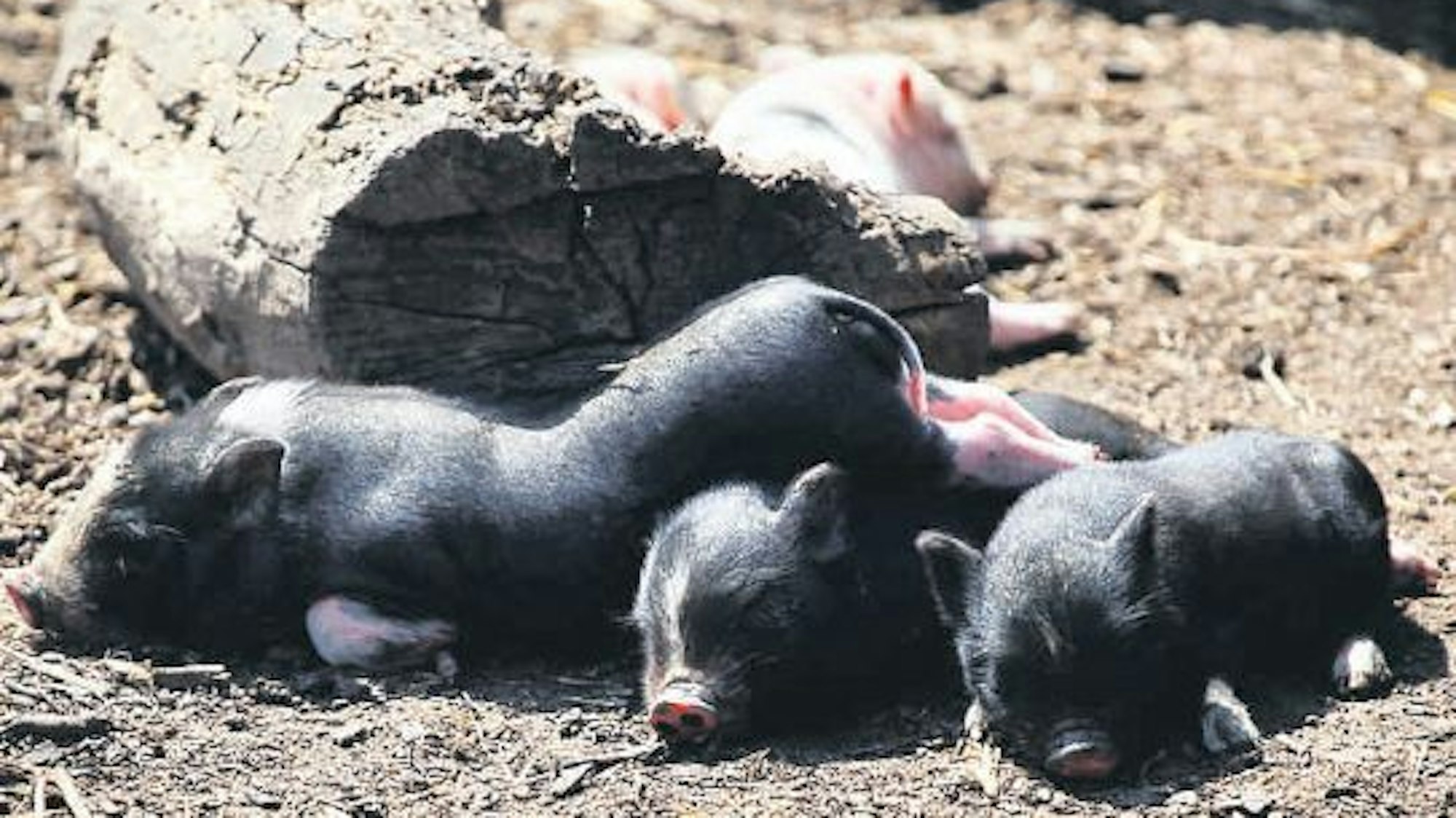 Minischweine liegen auf dem Boden
