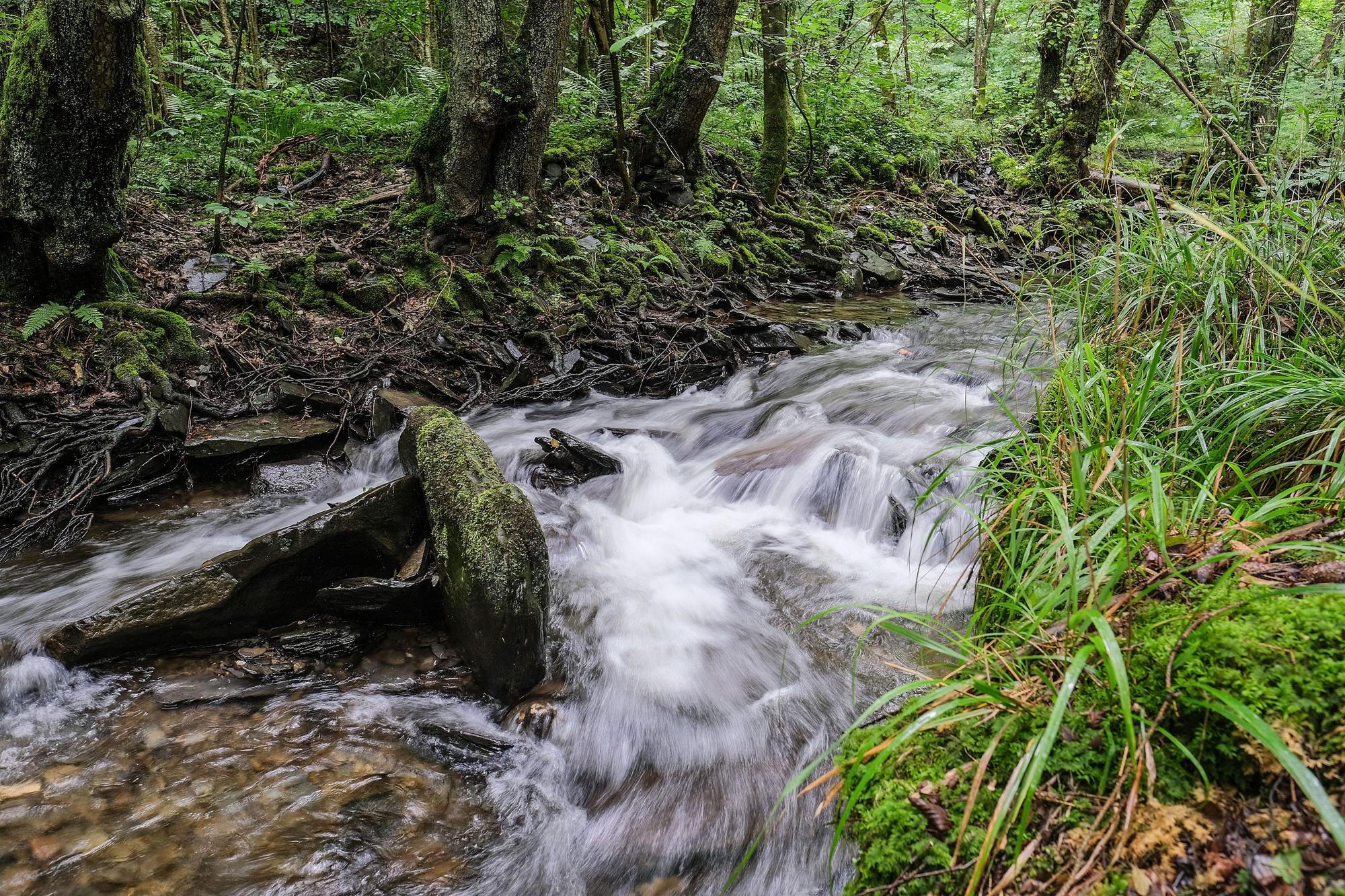 Wasser fließt durch einen kleinen Bach und schäumt dabei, rechts ist Gras zu sehen und im Hintergrund stehen Bäume.