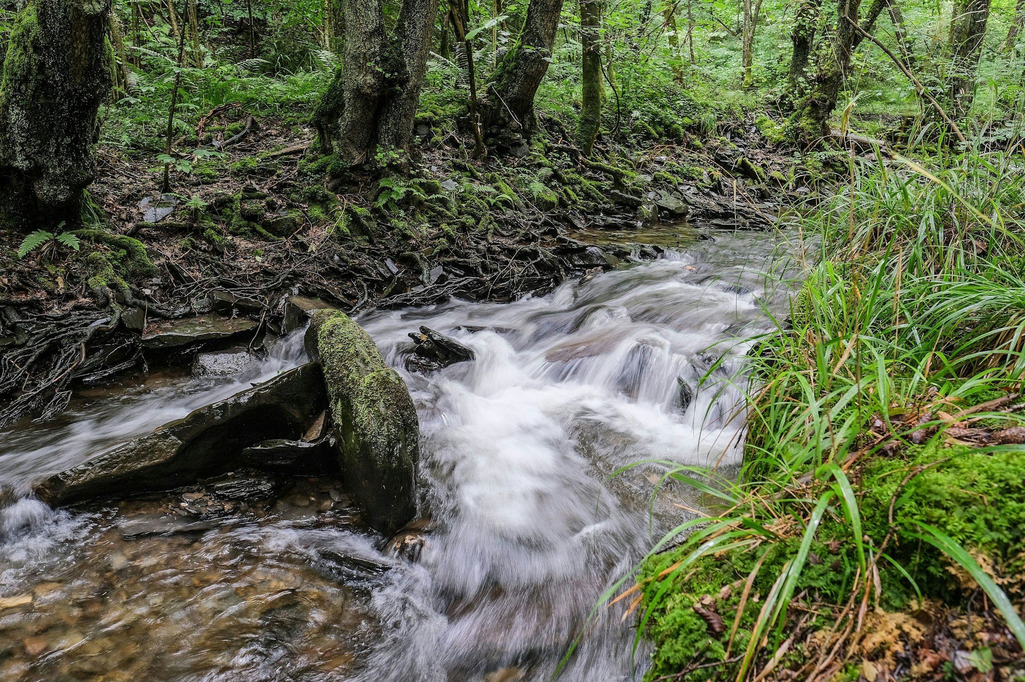 Wasser fließt durch einen kleinen Bach und schäumt dabei, rechts ist Gras zu sehen und im Hintergrund stehen Bäume.