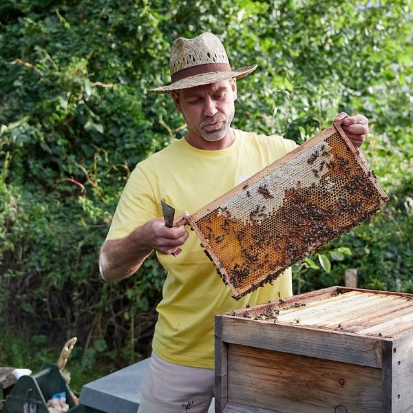 Imker Oliver Tretbar hält eine Wabe mit Bienen in beiden Händen.
