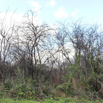 Gehölze im Grünen.