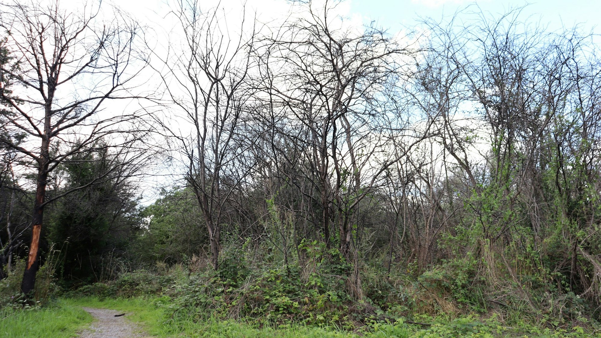 Gehölze im Grünen.