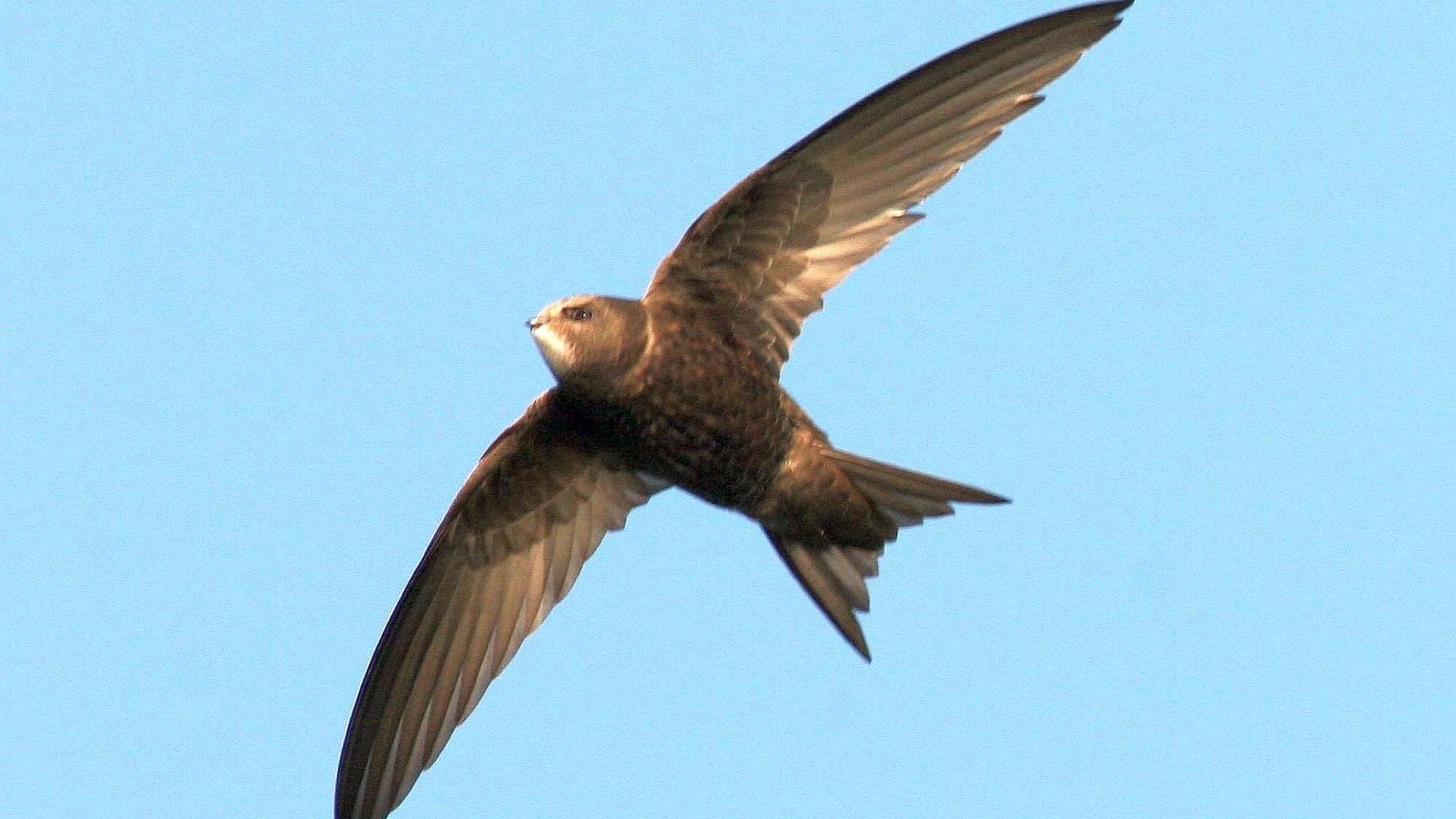 Mauersegler - erste Zugvögel sagen Ade