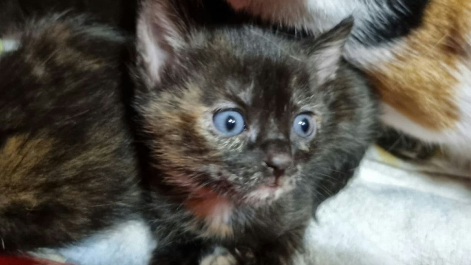 Eine junge Katze mit blauen Augen sieht zerzaust aus.