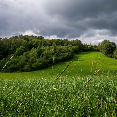 Das Bild zeigt einen Wiesenhang, gesäumt von Wald.