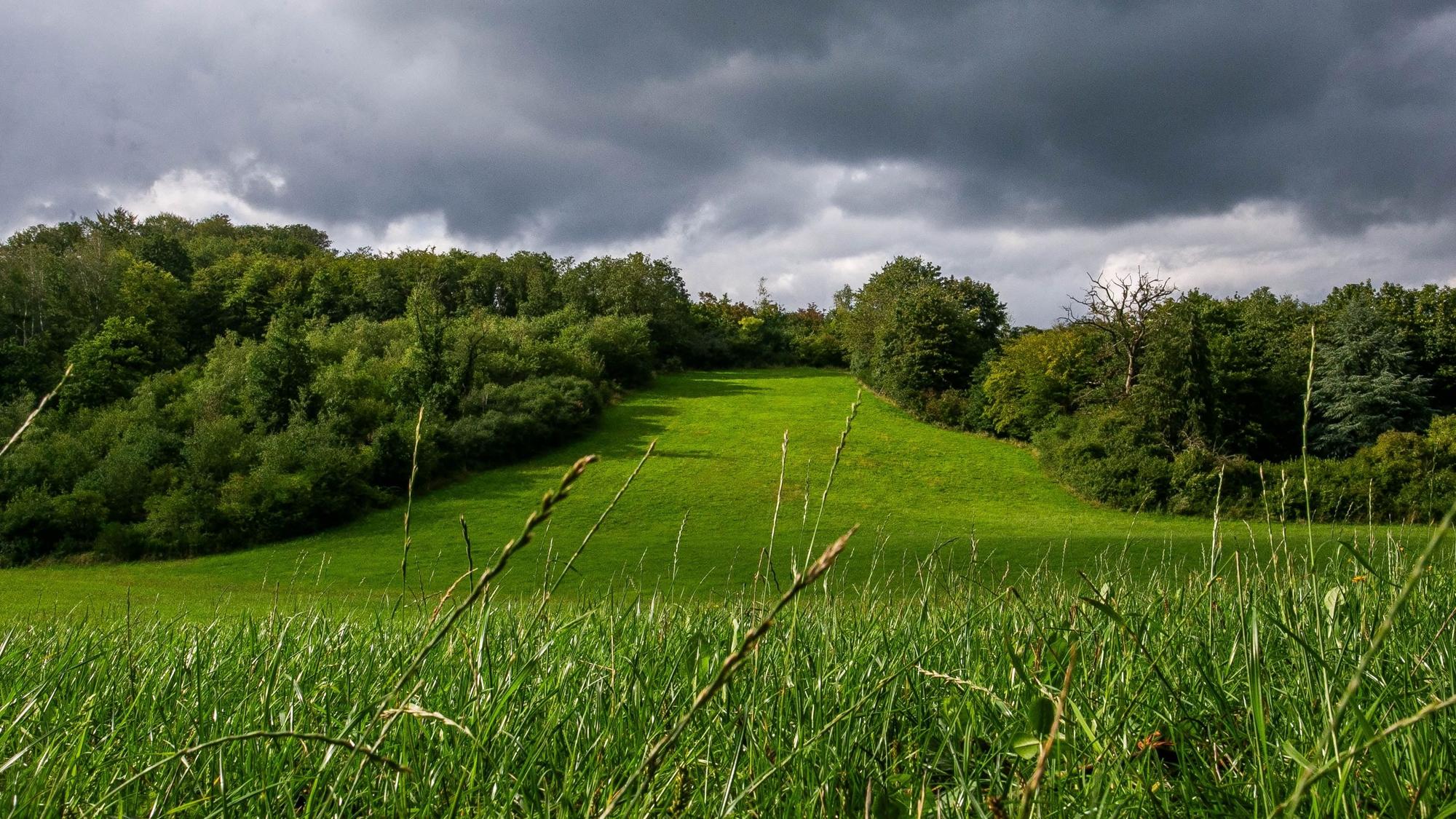 Das Bild zeigt einen Wiesenhang, gesäumt von Wald.