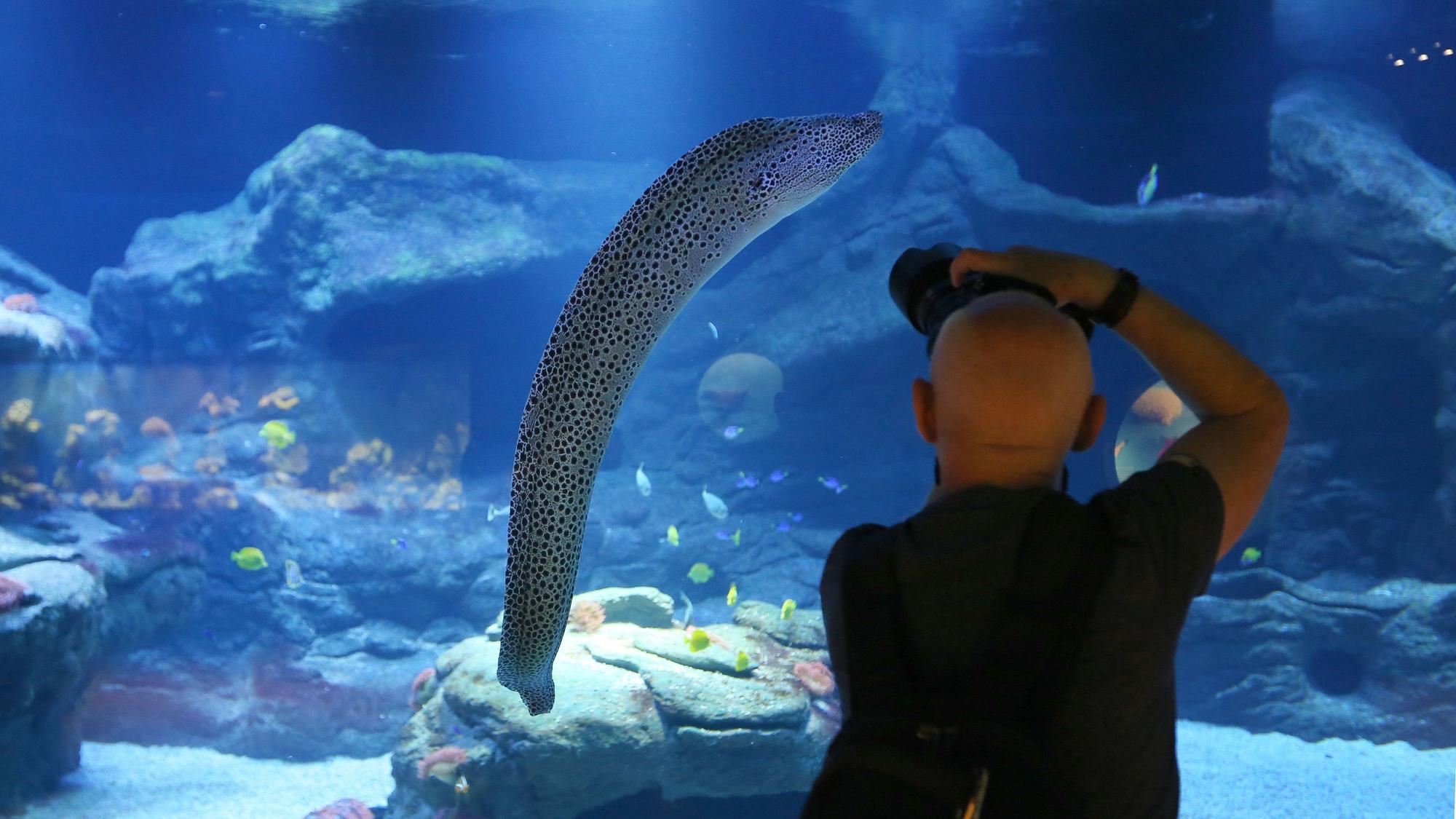 Ein Mann filmt eine Muräne im Aquazoo Löbbecke Museum im Wasserbecken.