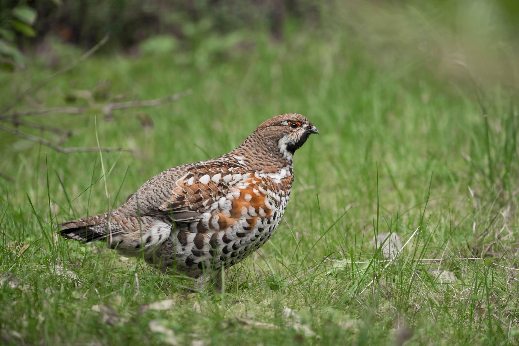 Ein Haselhuhn ist im Gras zu sehen: ein kleines Huhn mit vogelartigem Kopf und braun-weiß geflecktem Gefieder.