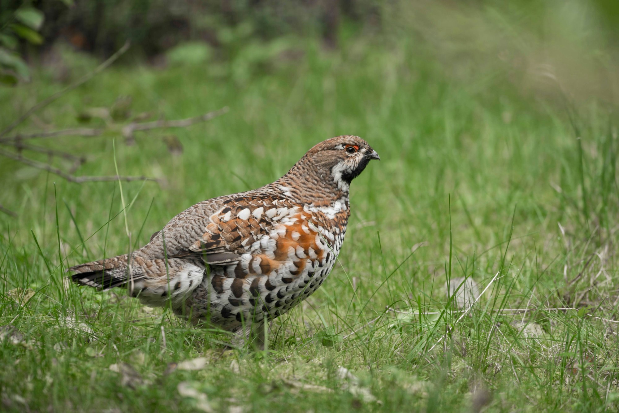 Ein Haselhuhn ist im Gras zu sehen: ein kleines Huhn mit vogelartigem Kopf und braun-weiß geflecktem Gefieder.