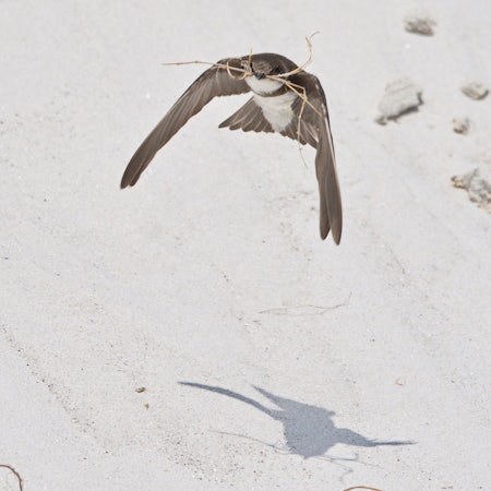 Das Foto zeigt eine Uferschwalbe im Flug, im Schnabel trägt sie Zweige.