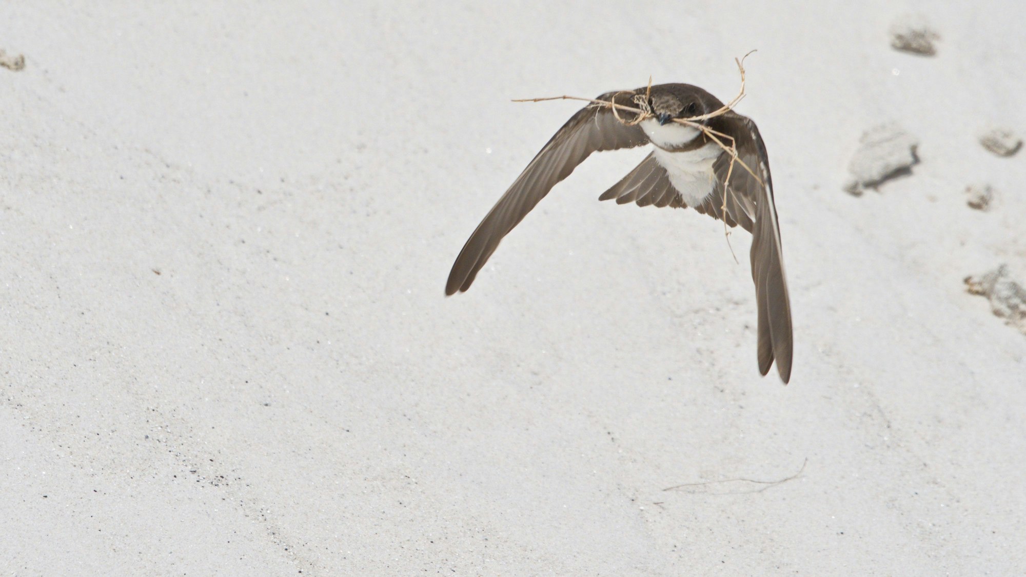 Das Foto zeigt eine Uferschwalbe im Flug, im Schnabel trägt sie Zweige.