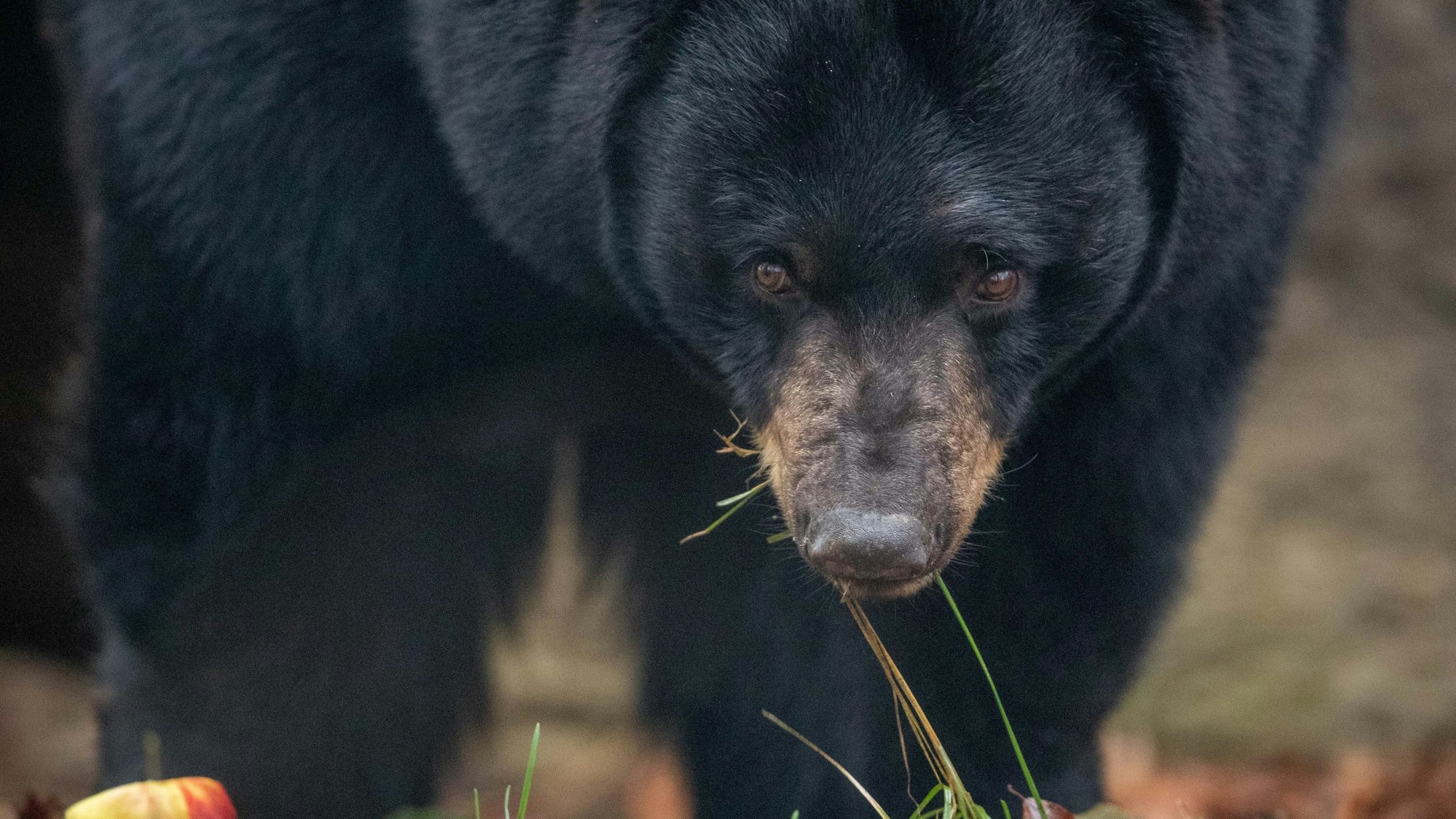 Ein Schwarzbär läuft auf Waldboden umher und blickt auf einen Apfel. Unter der Schnauze ist Gras zu sehen. (Symbolbild)