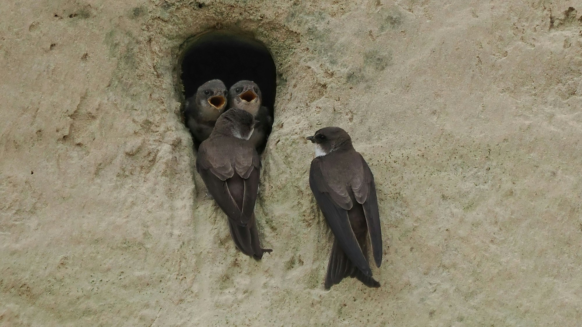 Zwei Jungvögel schauen aus der Bruthöhle, sie warten auf Nahrung.