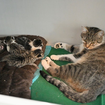 Eine Mutterkatze und ihre fünf Jungen liegen in einem Raum des Tierheims Kürten.