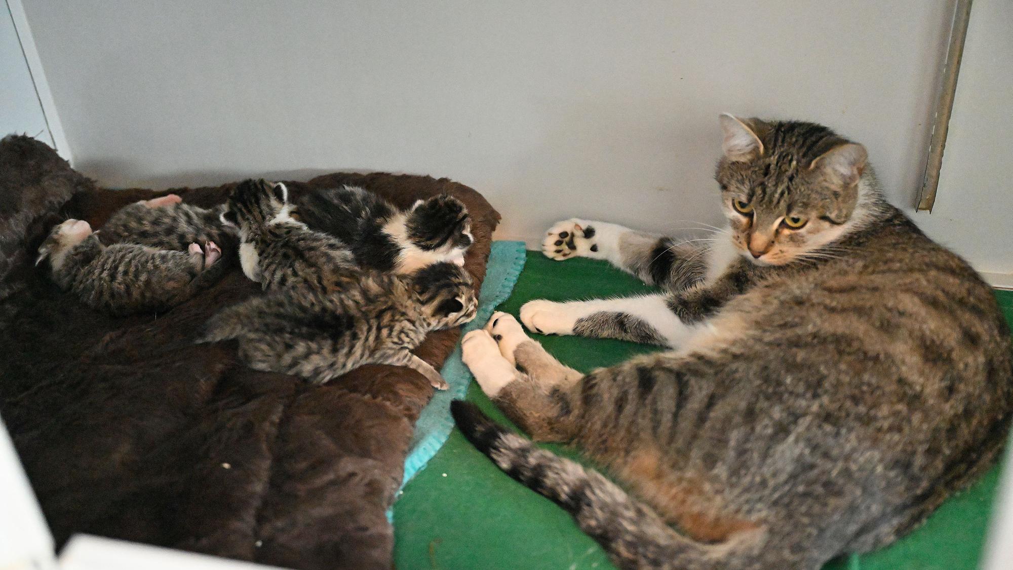 Eine Mutterkatze und ihre fünf Jungen liegen in einem Raum des Tierheims Kürten.