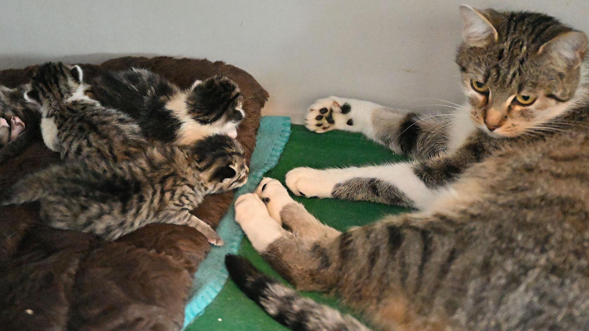 Eine Katze liegt im Kürtener Tierheim auf einer Decke, ihr gegenüber ihre Kitten.