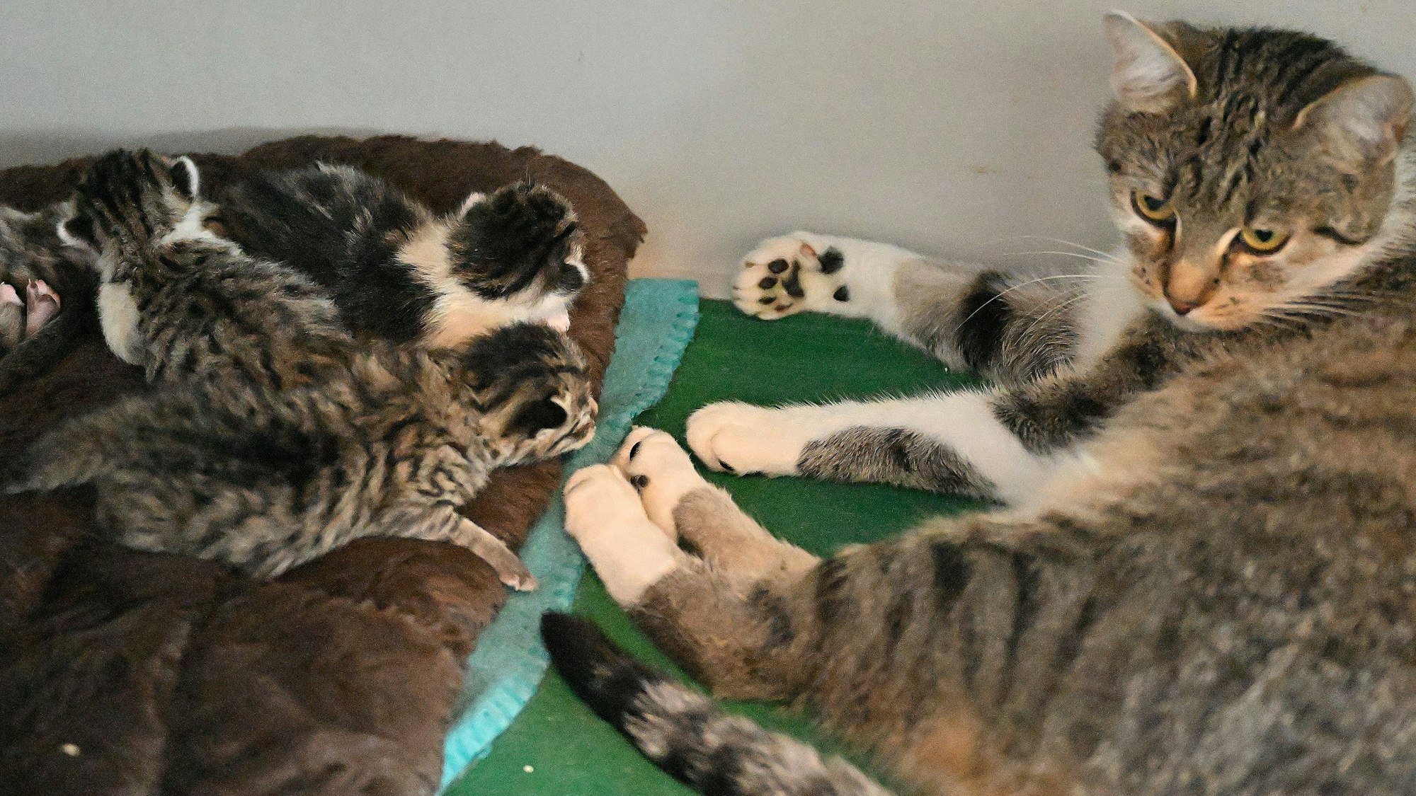 Eine Katze liegt im Kürtener Tierheim auf einer Decke, ihr gegenüber ihre Kitten.