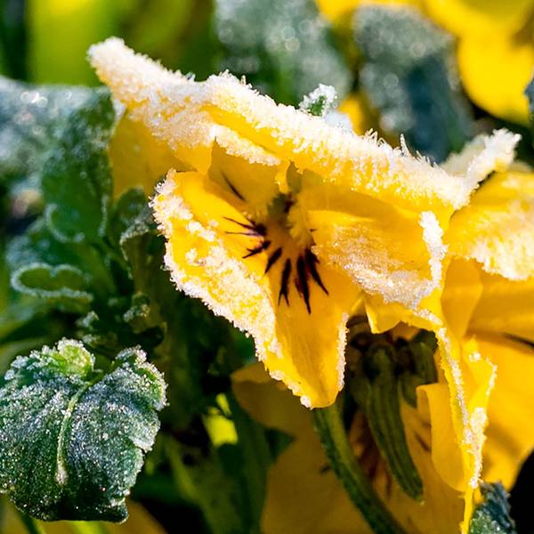 Eiskristalle hängen am Morgen an der Blüte von einem gelben Hornveilchen. (Symbolbild)