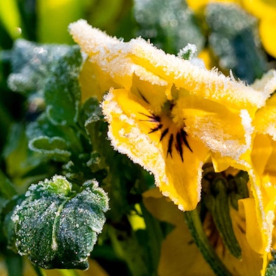 Eiskristalle hängen am Morgen an der Blüte von einem gelben Hornveilchen. (Symbolbild)