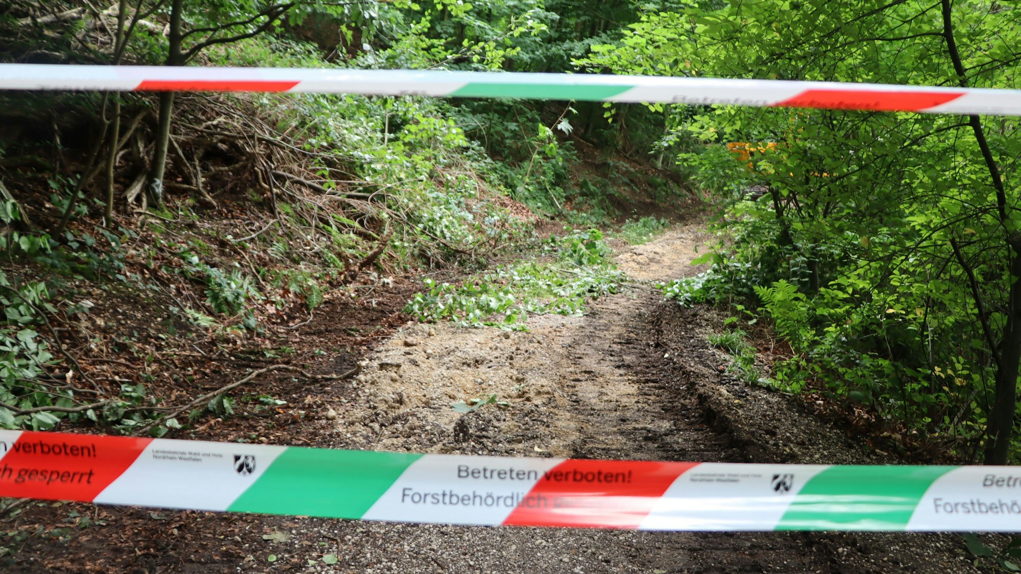 Flatterband vor einem Waldweg.