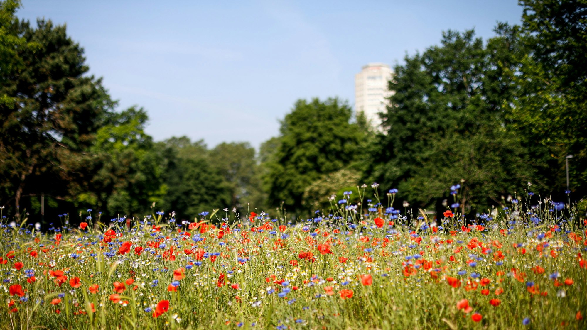 Blühstreifen aus verschiedenen Blumen am Theodor-Heuss-Ring.