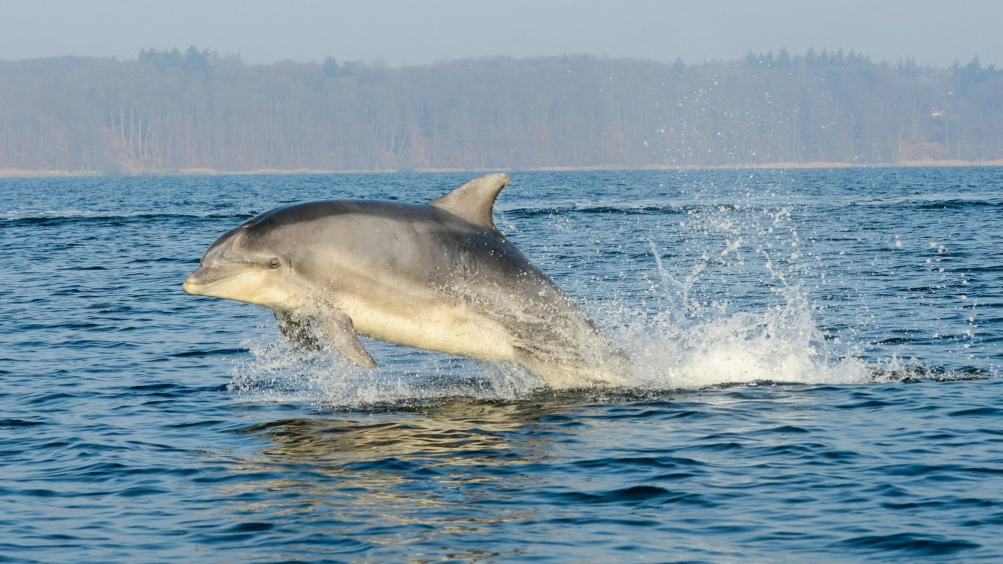 Ein Delfin springt aus dem Wasser in der Flensburger Förde.