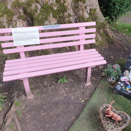 Eine pinke Bank steht neben dem Grab von Dirk Bach auf dem Kölner Melatenfriedhof.