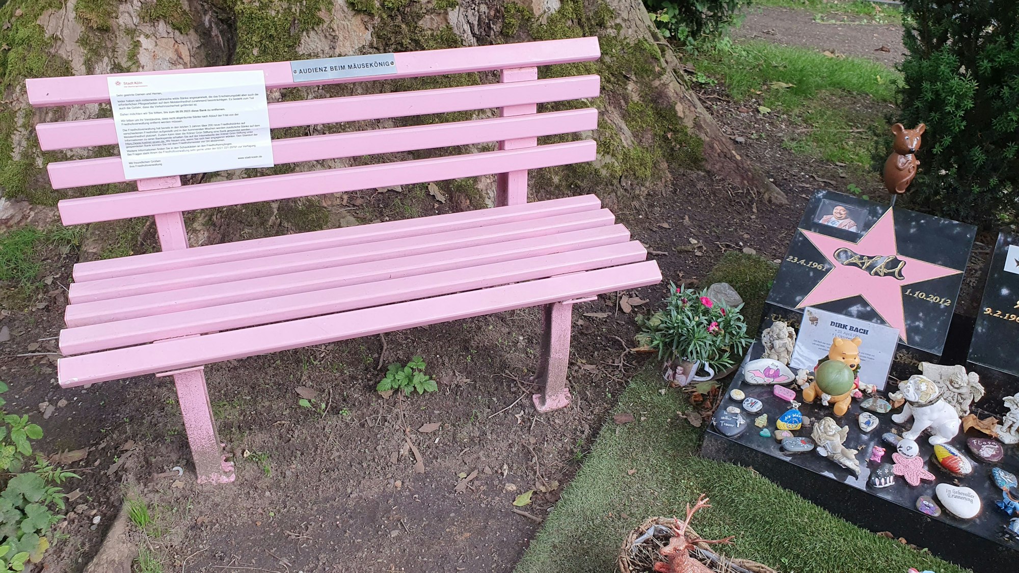 Eine pinke Bank steht neben dem Grab von Dirk Bach auf dem Kölner Melatenfriedhof.