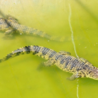 Zwei Krokodile treiben auf dem Wasser.