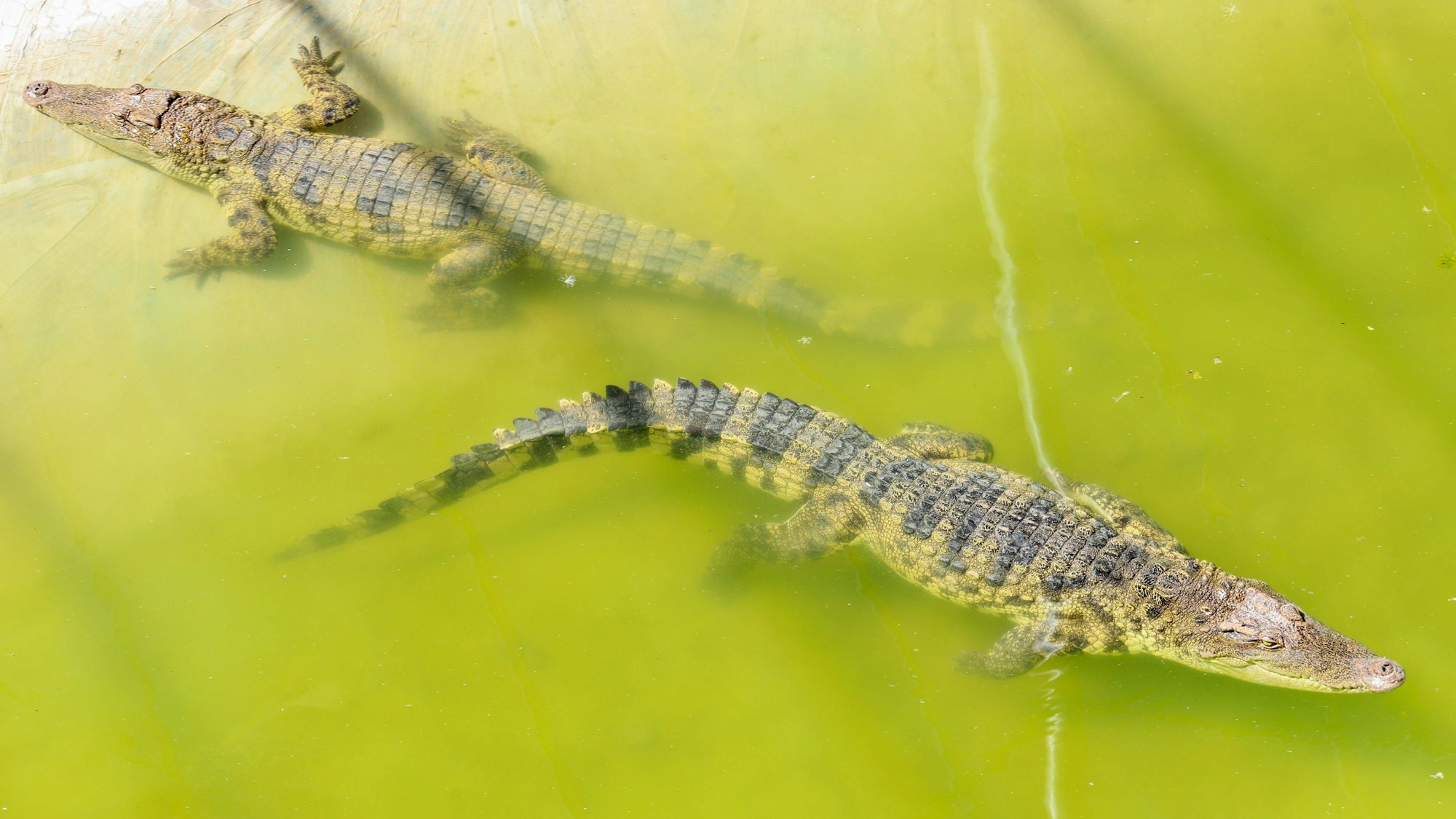 Zwei Krokodile treiben auf dem Wasser.