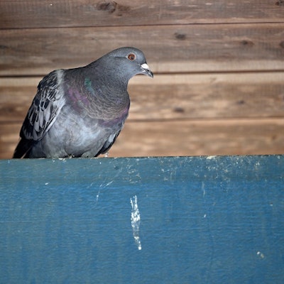 Am Bahnhof Hoffnungsthal in Rösrath haben sich Tauben breit gemacht. Sie sitzen auf dem Gestänge der Dachkonstruktion und sorgen für Schmutz.
