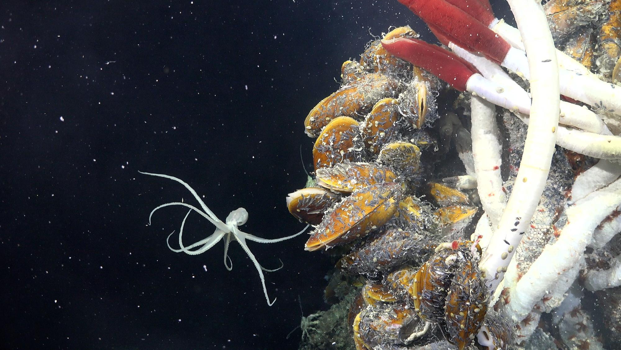 Ein Vulcanoctopus schwimmt in der Nähe eines Unterwasserschlots in 2500 Metern Tiefe. In der Tiefsee haben sich in der Nähe von Unterwasservulkanen einzigartige Lebensformen gebildet.